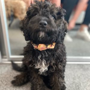 Picture of Luna
