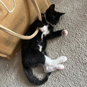 Picture of Marshmellow