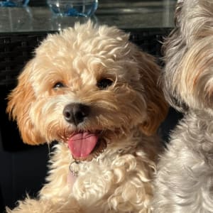 Picture of Noodle