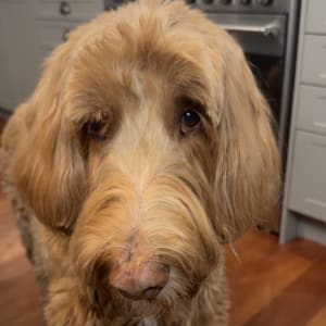 Picture of Marshall