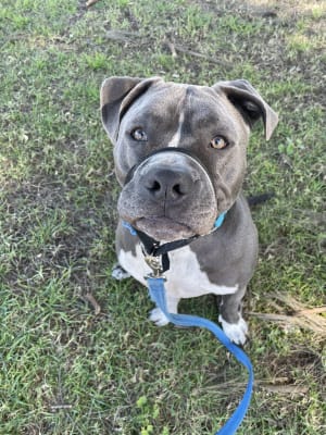 Picture of Archie