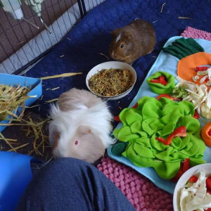 Picture of Mr Waffles and Stripe