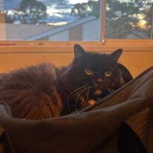 Picture of Mittens
