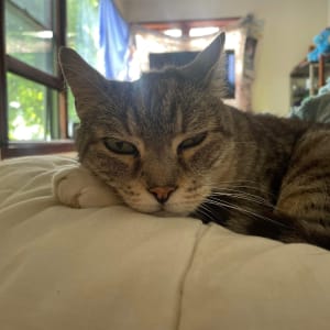 Picture of Spartacus