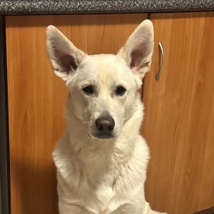 Picture of Cloud