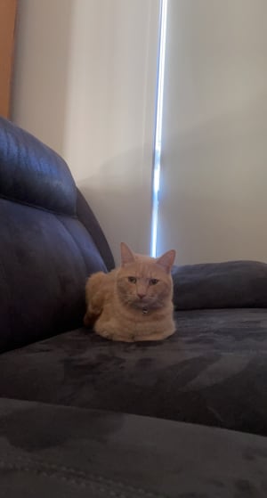 Picture of Flynn