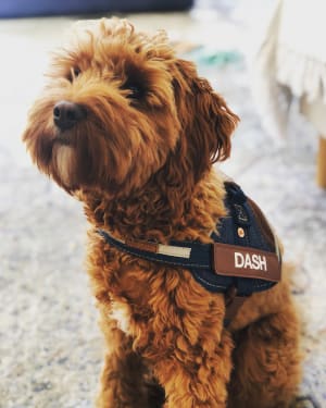 Picture of Dash