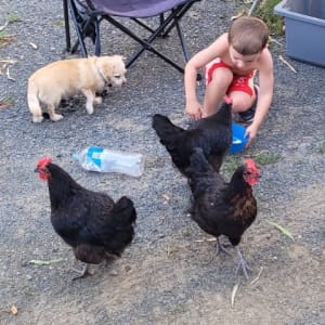 Picture of Chickens - Lagertha, Helga & Torvi