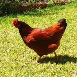 Picture of Henrietta