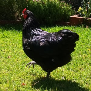 Picture of Chewbawkka (Chewie)