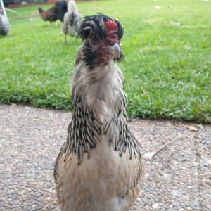 Picture of Princess Layer