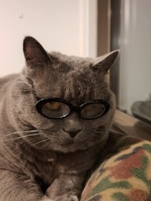 Picture of Momo (passed away 9/9/2024)