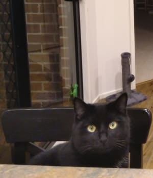 Picture of Borris