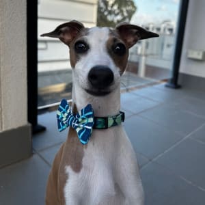 Picture of Pickle (Piccolo)