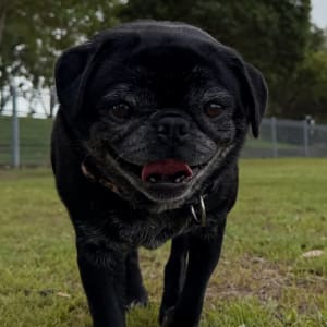 Picture of Evie