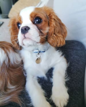 Picture of Lila Canales