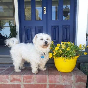 Picture of Otis