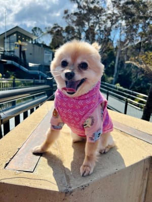 Picture of Coco