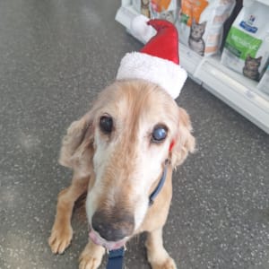 Picture of Scooter