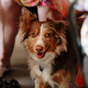 Picture of Bailey