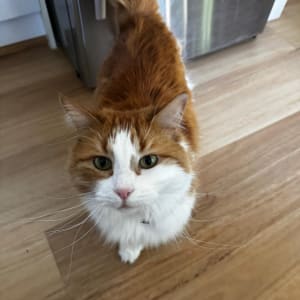 Picture of Alfie