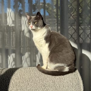 Picture of Miso