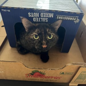 Picture of Jellybean (Bean)