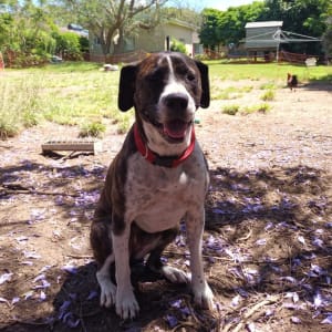 Picture of Lola