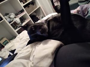 Picture of rosie