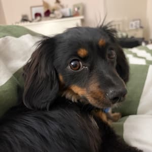 Picture of Pig
