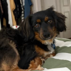 Picture of Whistle