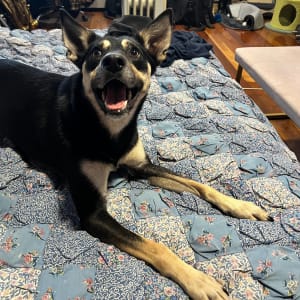 Picture of Dizzy