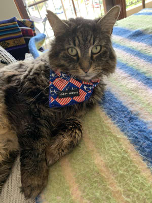 Picture of Toby