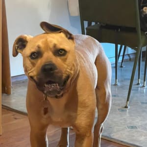 Picture of Atlas