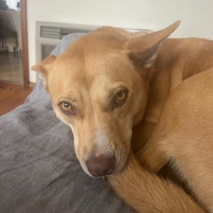 Picture of Calypso