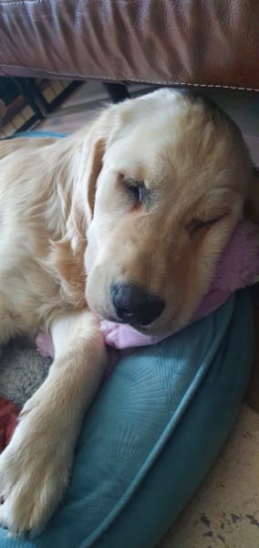 Picture of Biscuit