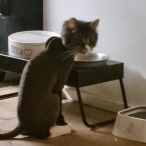 Picture of Gizmo