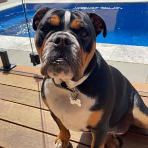 Picture of Benny
