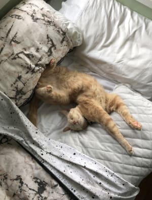 Picture of Apollo