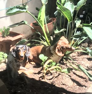 Picture of Odette and Marble