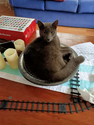 Picture of Cosmo