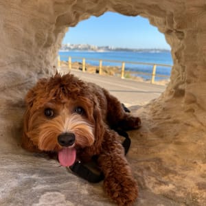 Picture of Cooper