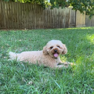 Picture of lacey