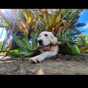 Picture of Lilah