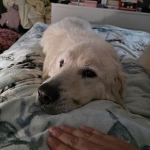 Picture of Ollie