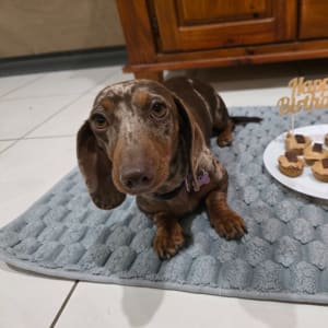 Picture of Luna