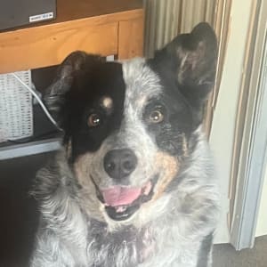 Picture of Charlie