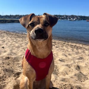 Picture of Suki