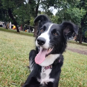 Picture of Mamba
