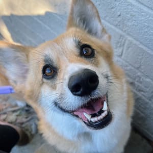 Picture of Tilly